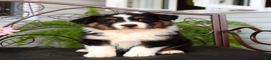 Tango