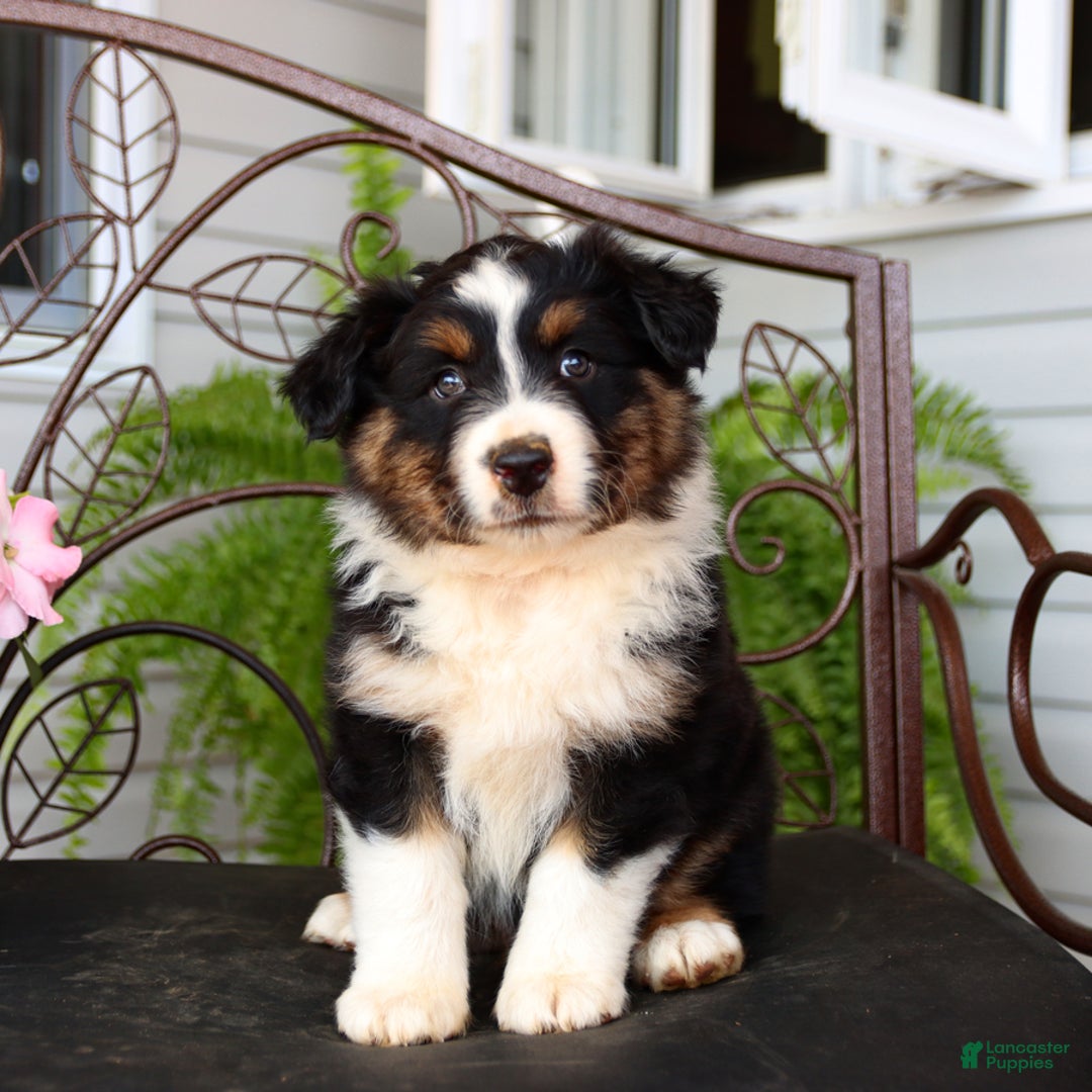 Australian Shepherd dogs for sale: Tango - Image 1