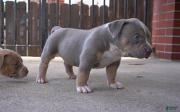 American Bully dogs for sale: Rose - Image 1