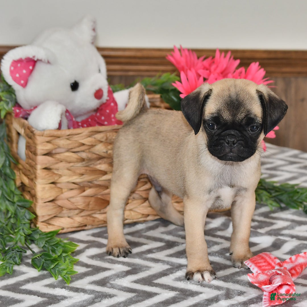 Pug dogs for sale: White Paws - Image 1