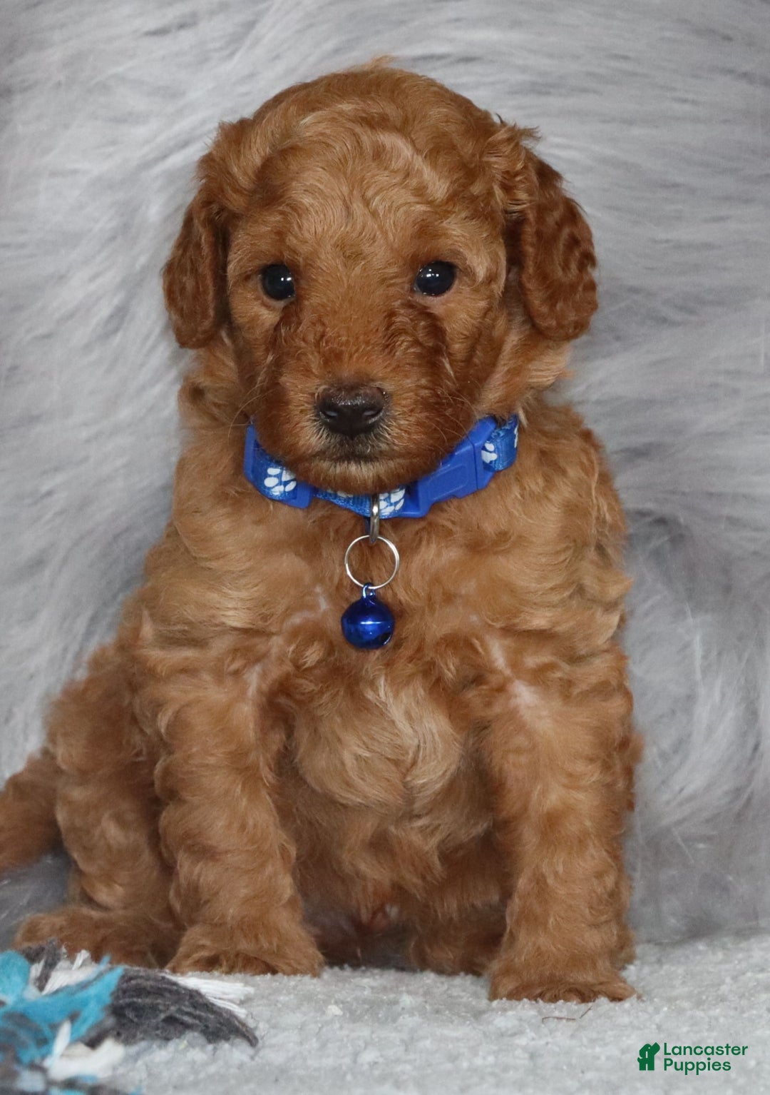 Mini Goldendoodle dogs for sale: Cooper 💙 Micromini - Image 3