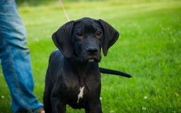 Great Dane dogs for sale: Selene - Image 9