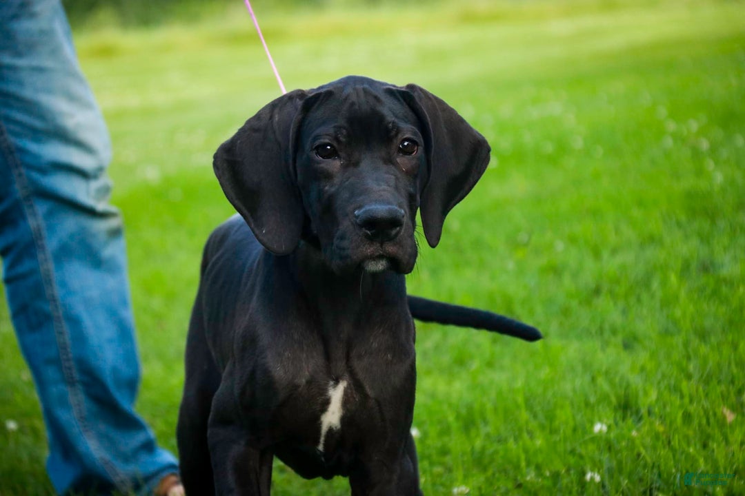 Great Dane dogs for sale: Selene - Image 9