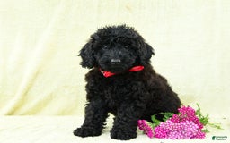 Cavapoo dogs for sale: Pepper - Image 5