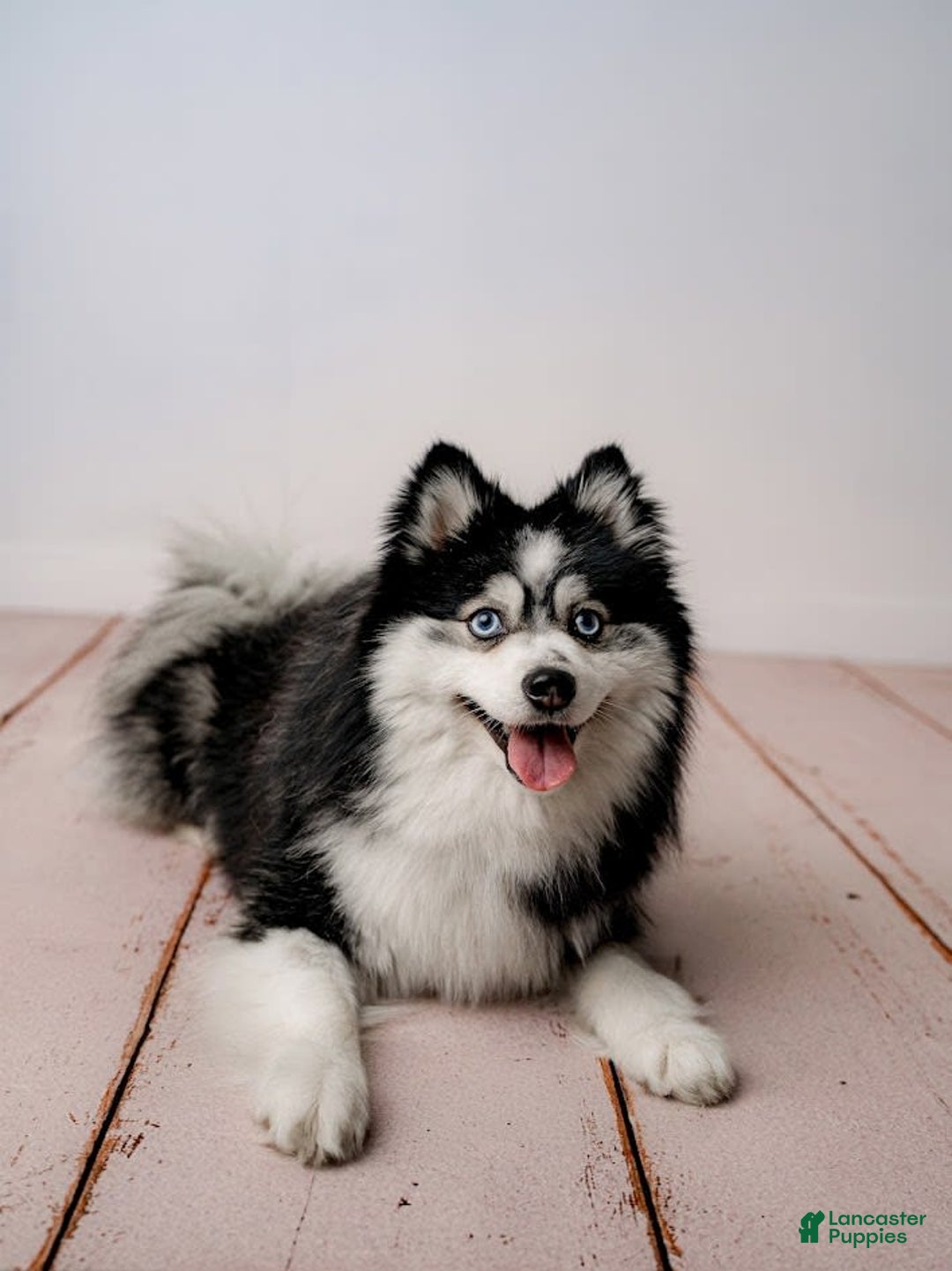 Pomsky dogs for sale: Urban Miracles Cyber - Image 6