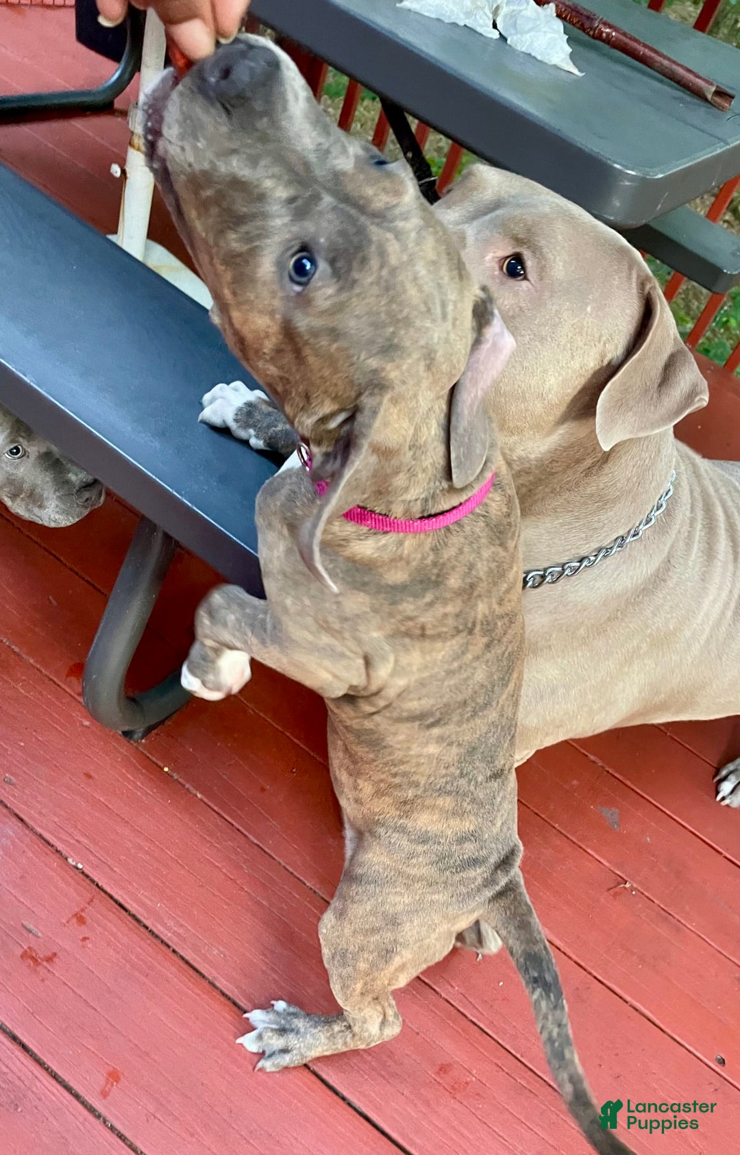 American Bully dogs for sale: Majestic - Image 3