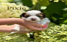 Shih Tzu dogs for sale: Pixie - Image 1