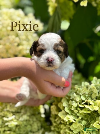 Shih Tzu dogs for sale - Ad 5