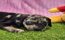 Catahoula Leopard Dog dogs for sale: Duchess 2025 Female 3 - Image 7