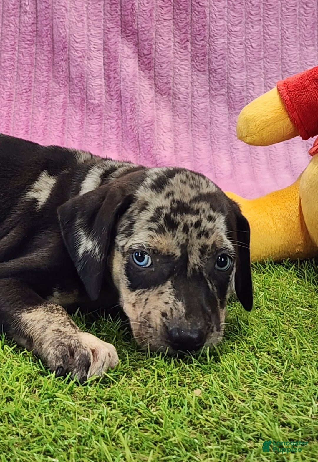 Catahoula Leopard Dog dogs for sale: Duchess 2025 Female 3 - Image 7