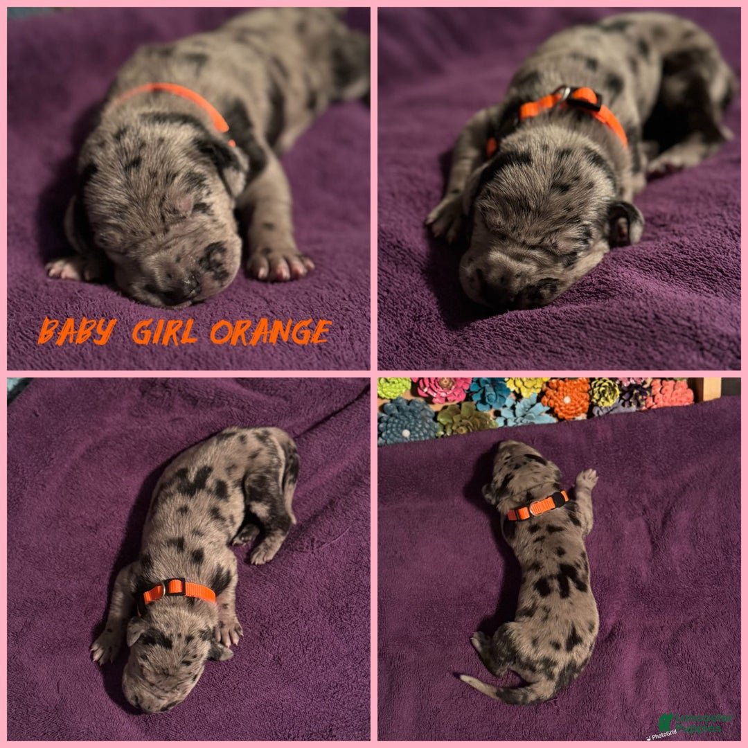Great Dane dogs for sale: Baby Girl Orange - Image 1