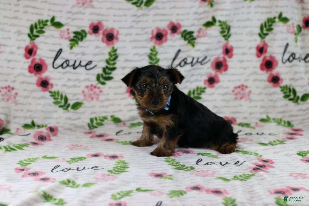 Yorkshire Terrier dogs for sale: Jordan - Image 1