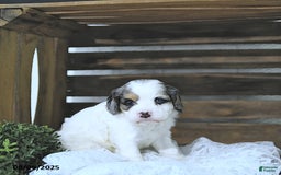 Cavapoo dogs for sale: Cavapoo 5 puppies - Image 2