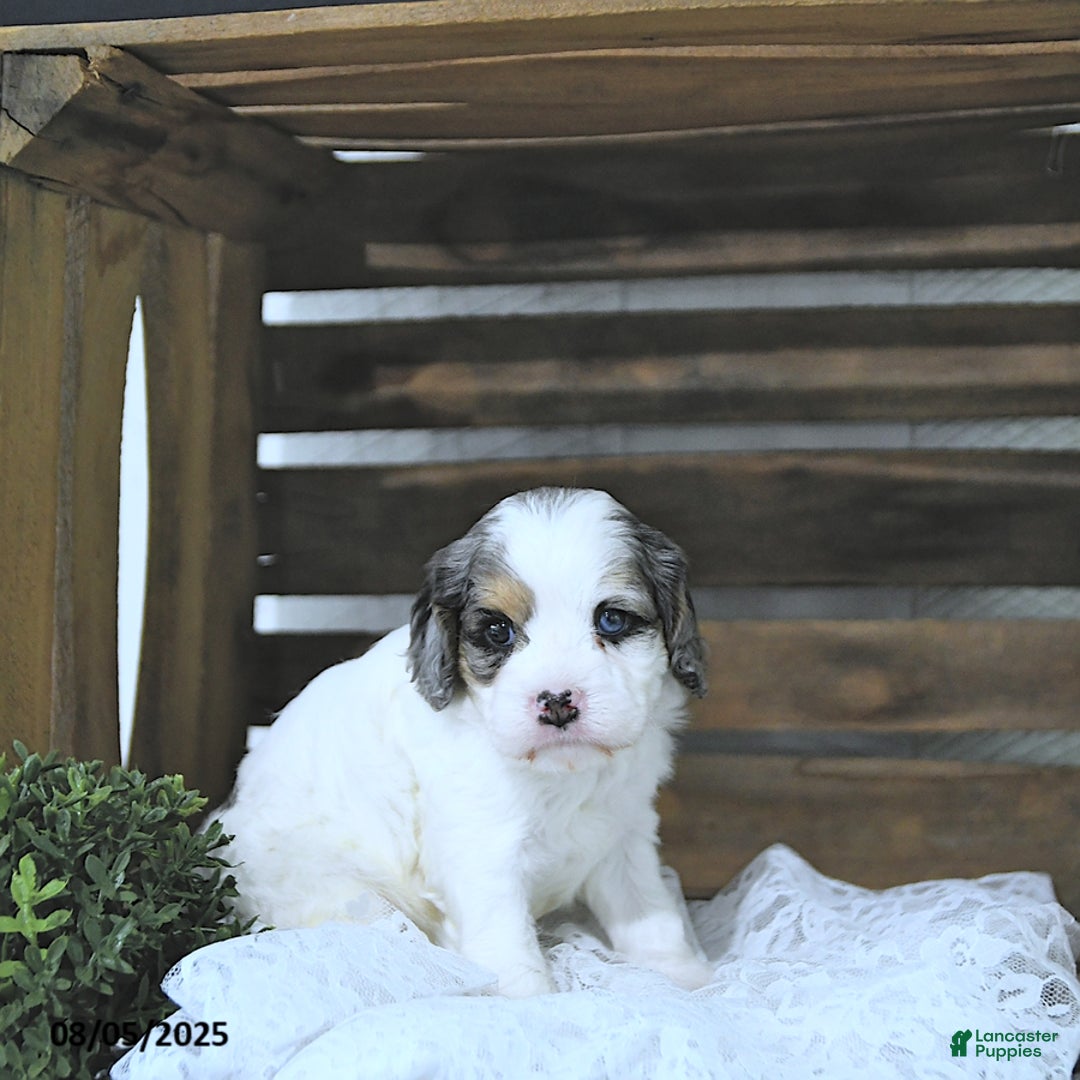 Cavapoo dogs for sale: Cavapoo 5 puppies - Image 2