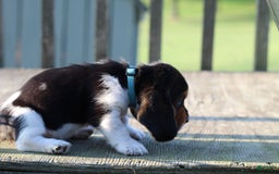 Basset Hound dogs for sale: Kelvin - Image 3