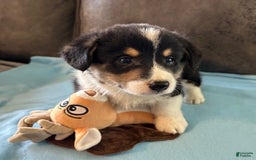 Welsh Corgi Pembroke dogs for sale: Blue Collar Boy - Image 7