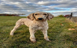 Miniature Poodle dogs for sale: Knox - Image 12