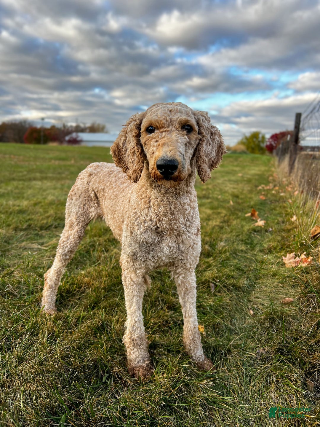 Miniature Poodle dogs for sale: Knox - Image 12