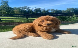 Mini Goldendoodle dogs for sale: Delilah - Image 8