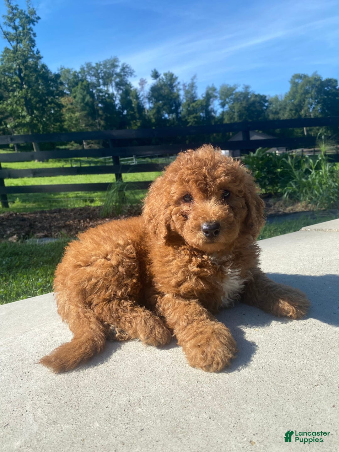 Mini Goldendoodle dogs for sale: Delilah - Image 8