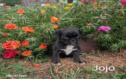 Pug dogs for sale: Jojo - Image 3