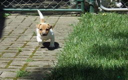 Jack Russell Terrier dogs for sale: Foster - Image 11