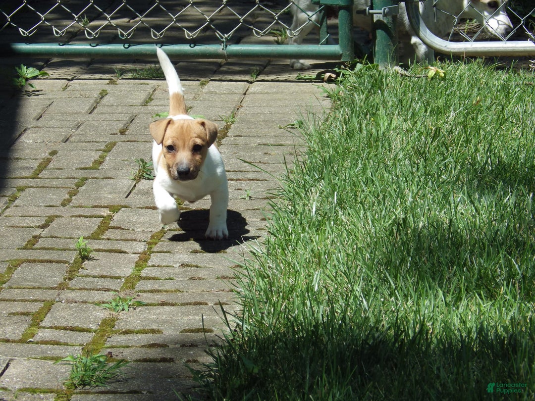 Jack Russell Terrier dogs for sale: Foster - Image 11