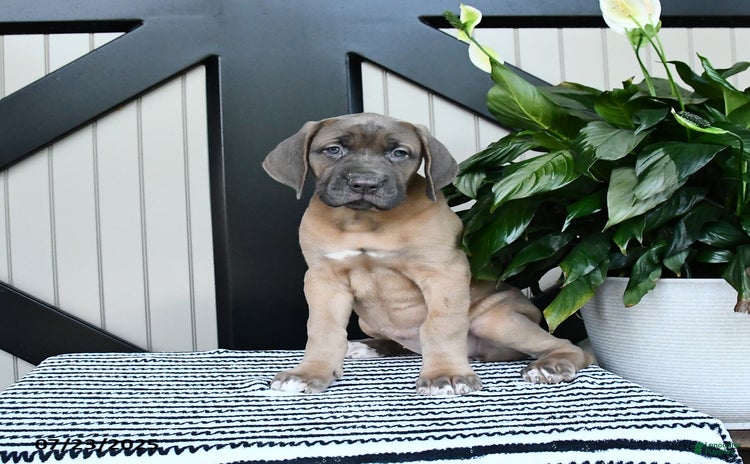 Cane Corso dogs for sale - Ad 2