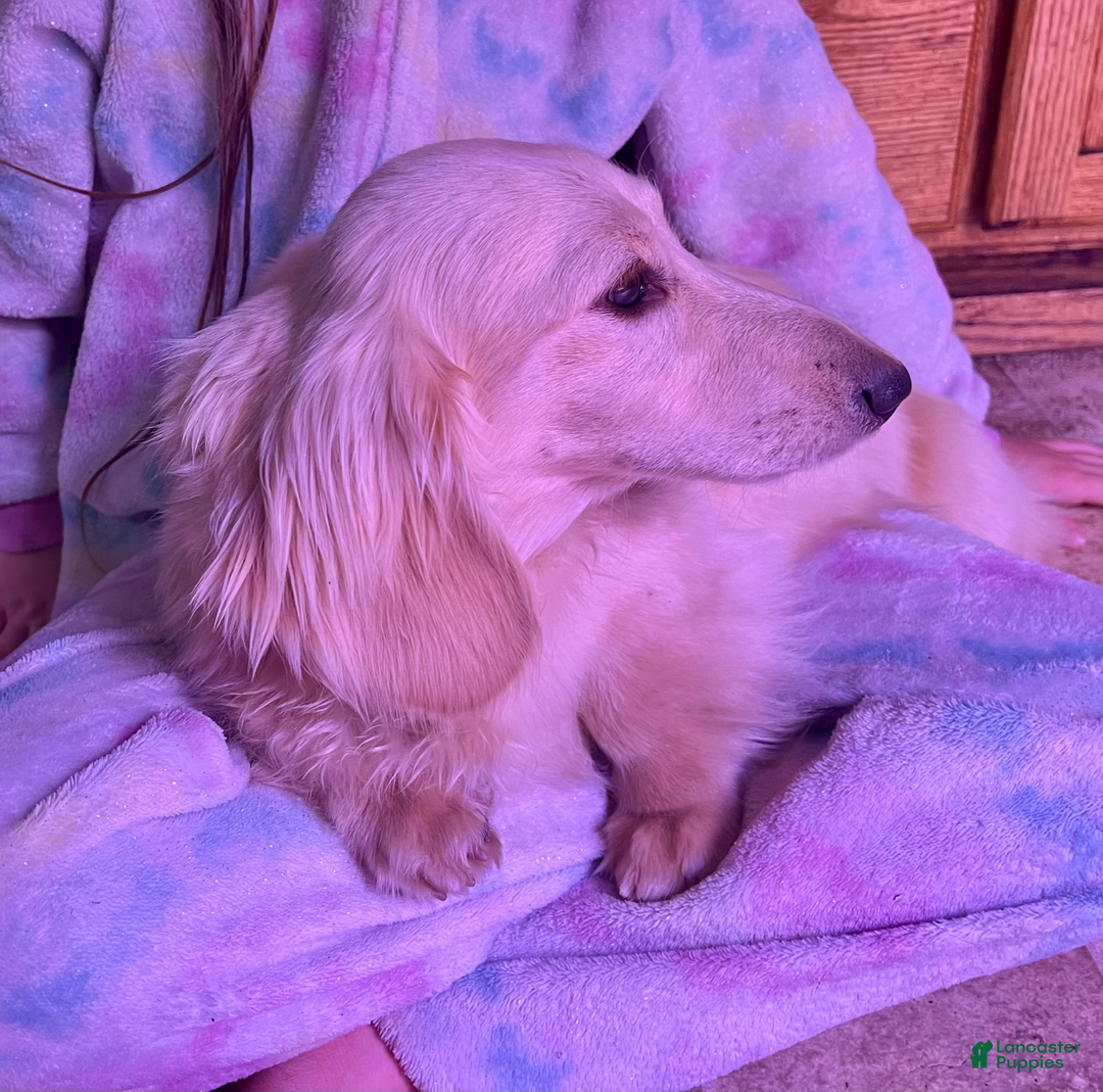Miniature Dachshund dogs for sale: Ray - Image 12