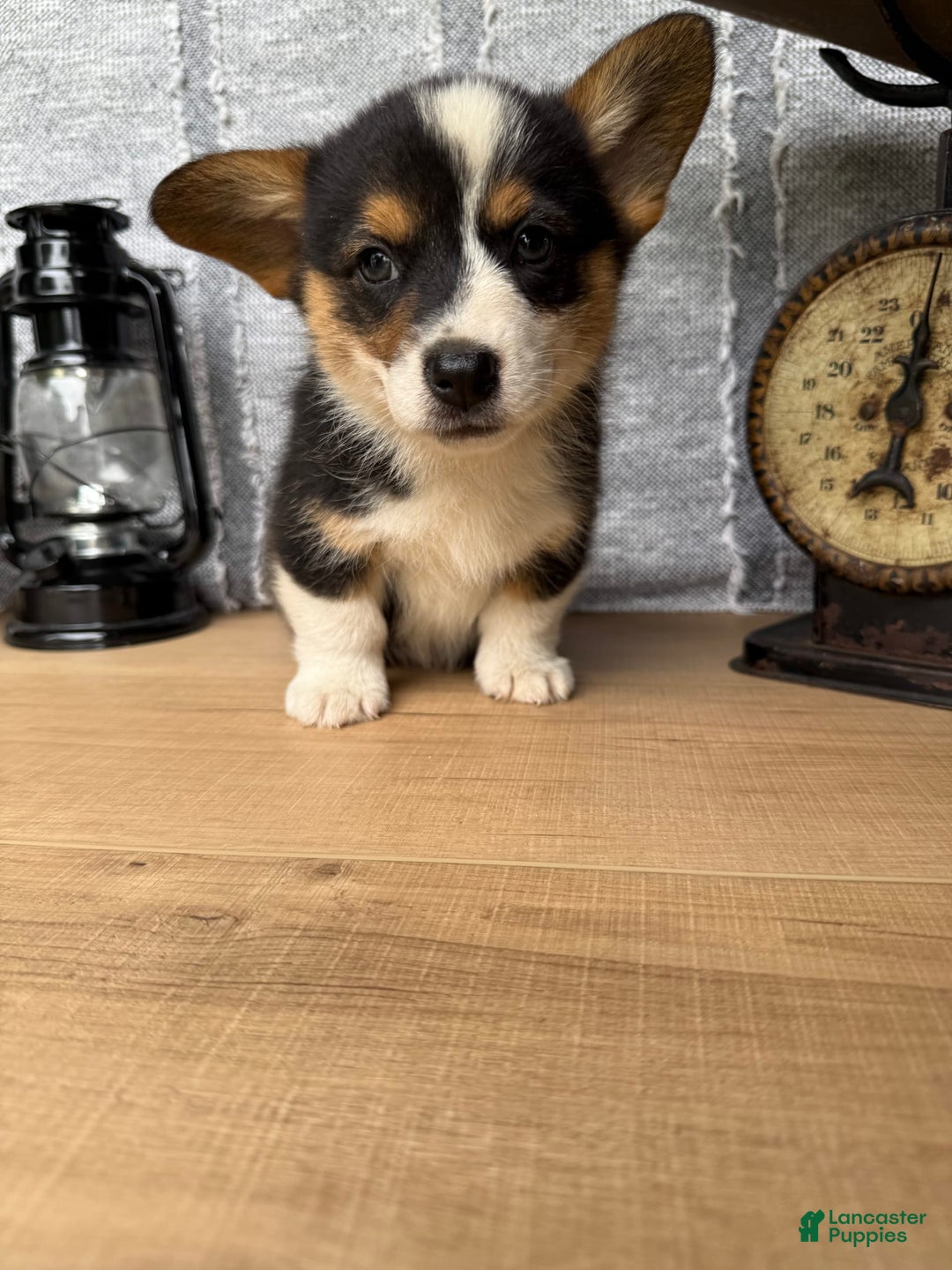 Welsh Corgi Pembroke dogs for sale: Carl - Image 9