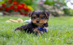 Yorkshire Terrier dogs for sale: Theodore - Image 3