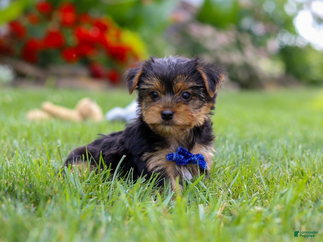 Yorkshire Terrier dogs for sale: Theodore - Image 3