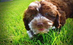 Havapoo dogs for sale: Valor - Image 13