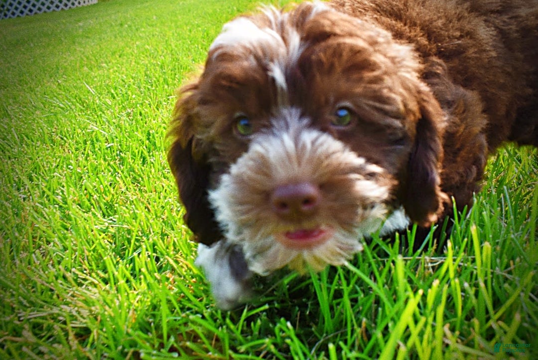 Havapoo dogs for sale: Valor - Image 13
