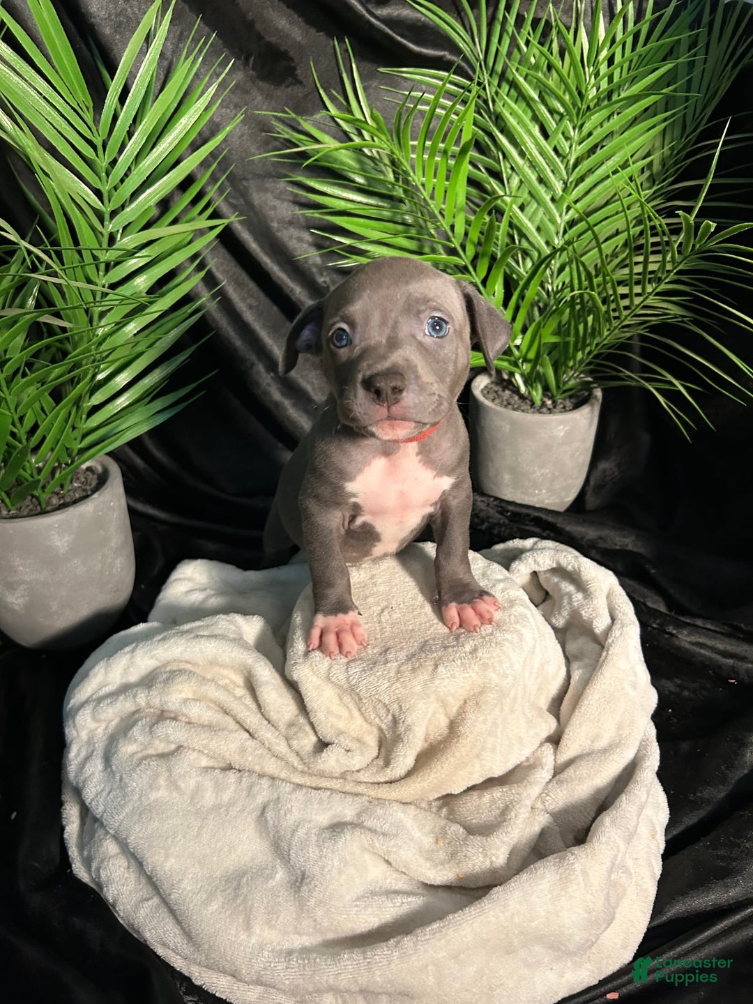 American Bully dogs for sale: Lady Bug - Image 4