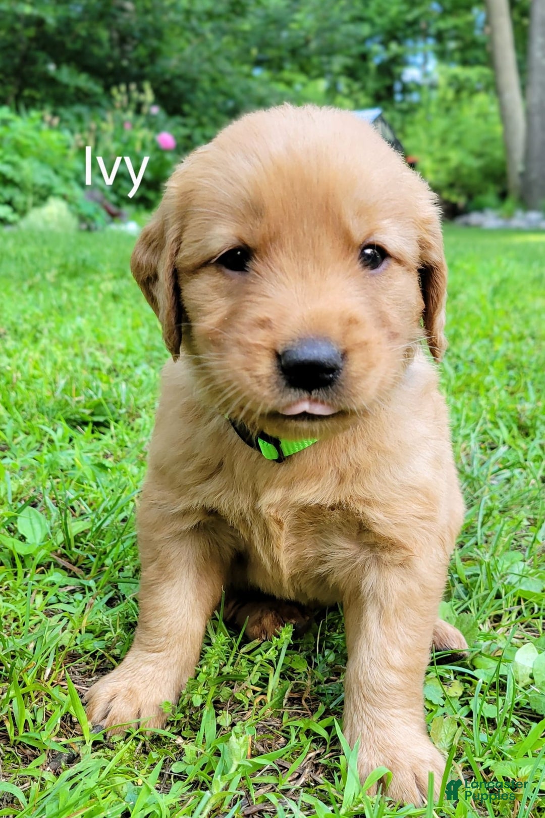Golden Retriever dogs for sale: Ivy - Image 3