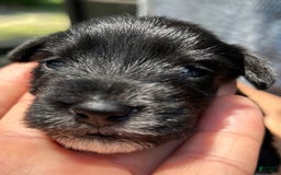 Miniature Schnauzer dogs for sale: Mia - Image 2