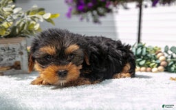 Yorkshire Terrier dogs for sale: Yorkshire Terrier 3 puppies - Image 4