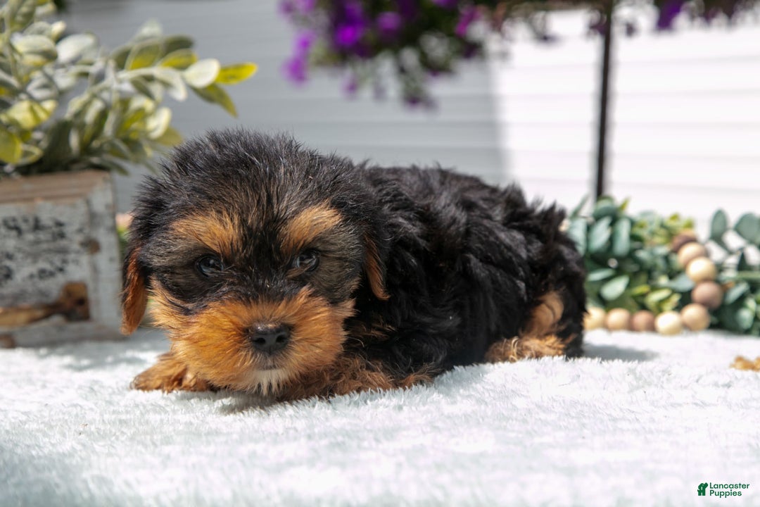 Yorkshire Terrier dogs for sale: Yorkshire Terrier 3 puppies - Image 4