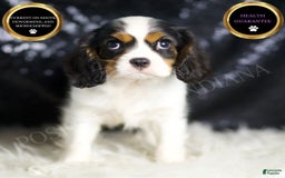 Cavalier King Charles Spaniel dogs for sale: Emerald - Image 6