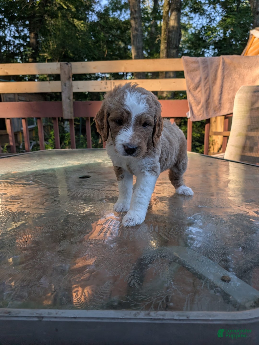 Goldendoodle dogs for sale: Goldendoodle 6 puppies - Image 7