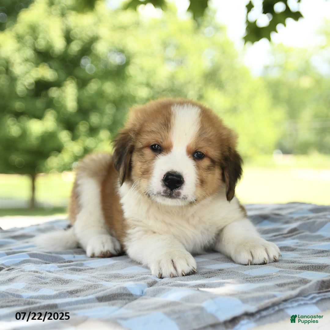 Great Pyrenees dogs for sale: Leader - Image 2