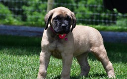 English Mastiff dogs for sale: Vada - Image 6