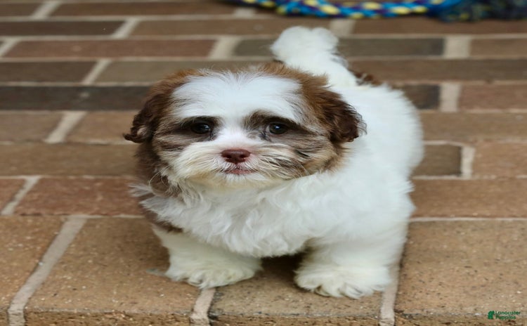 Shihpoo dogs for sale - Ad 1
