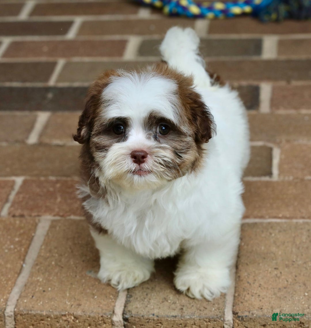 Shihpoo dogs for sale: Sadie - Image 1