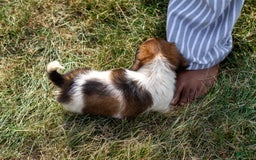 Miniature Dachshund dogs for sale: Bear - Image 5