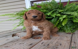 Goldendoodle dogs for sale: Teddy - Image 9