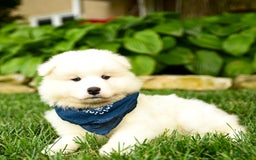 Samoyed dogs for sale: Lake - Image 4