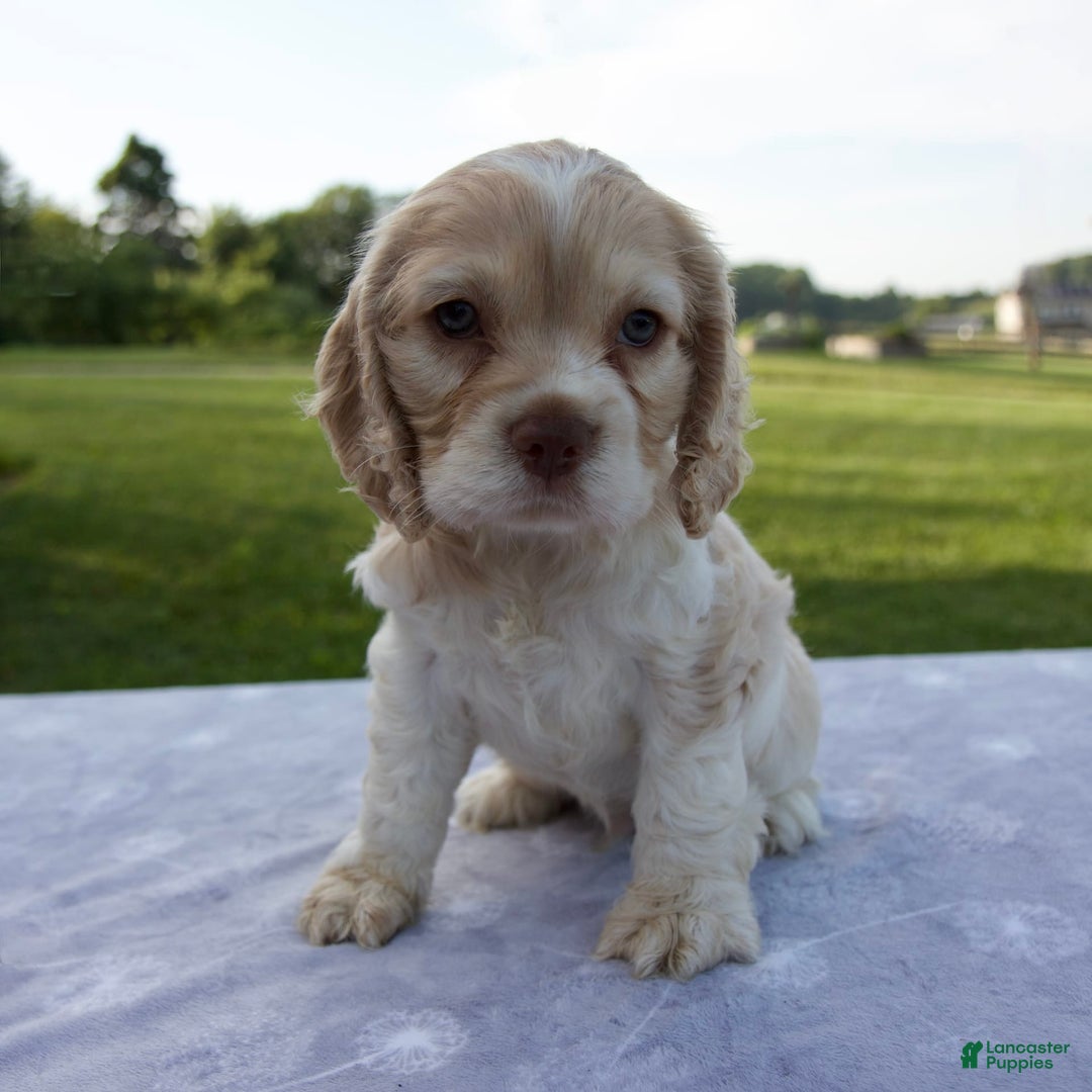 Cocker Spaniel dogs for sale: Star - Image 4