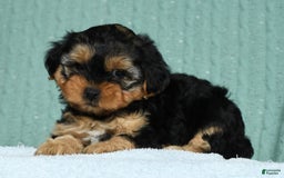 Yorkiepoo dogs for sale: Bella - Image 5